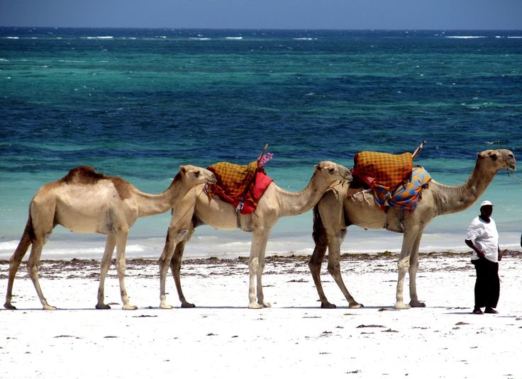 "Paseo en Camellos ¡Como Auténticos Reyes Magos!"